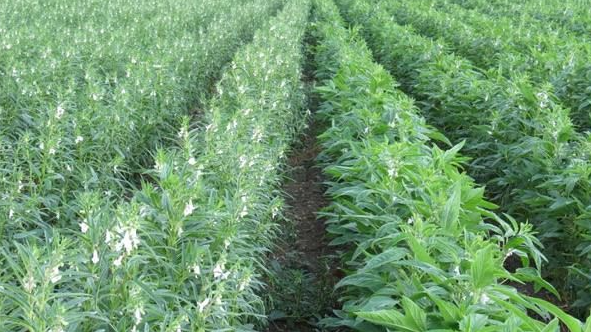 实皆省蒙育瓦县区现财年冬季已1.2万多英亩冬芝麻种植工作