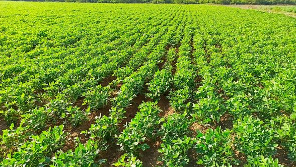实皆省果林专区完成现财年冬季期间已种植冬花生近5千英亩