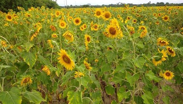 实皆省明景县区现财年冬季期间已种植了向日葵作物1千多英亩